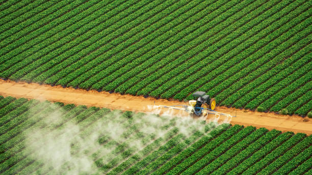 Best Termite Control Services  in Mission, TX